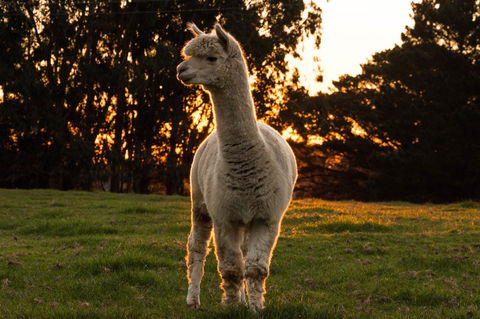 Celestine Retreat - Accommodation Mooloolaba 10