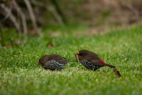 Celestine Retreat - Accommodation Mooloolaba 12