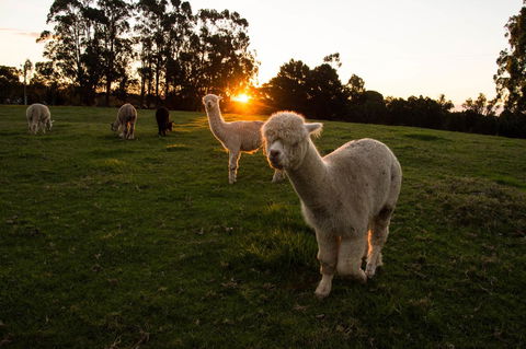 Celestine Retreat - Accommodation Mooloolaba 2