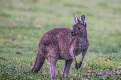 Celestine Retreat - Accommodation Mooloolaba 4