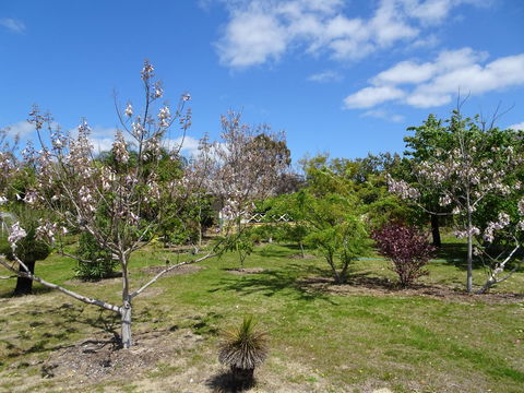 Majestichomestead B&B - Accommodation Mooloolaba 27