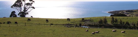 Penguin Seaside Farm - Accommodation Mooloolaba 2