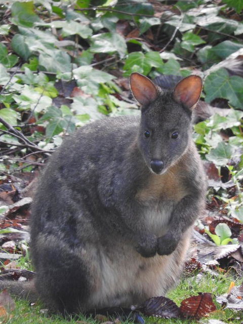 Tamar House - Accommodation Mooloolaba 25