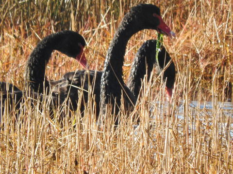 Tamar House - Accommodation Mooloolaba 9