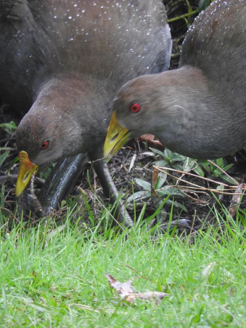 Tamar House - Accommodation Mooloolaba 31