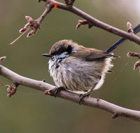 Free Spirit Pods - Accommodation Mooloolaba