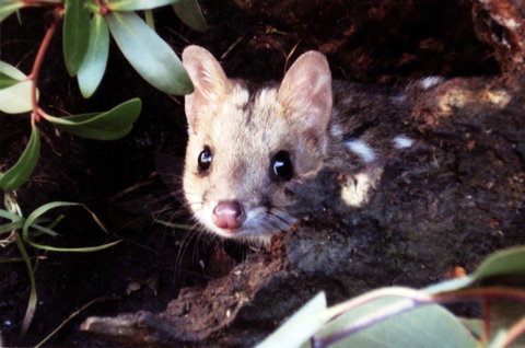 Cradle Mountain Love Shack - Accommodation Mooloolaba 16