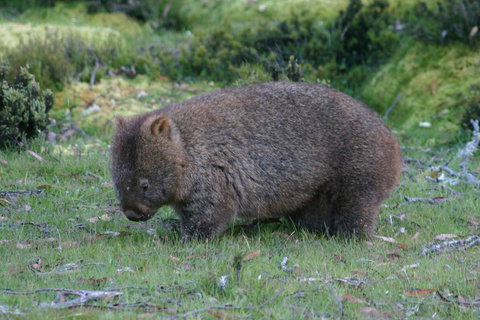 Cradle Mountain Love Shack - Accommodation Mooloolaba 27