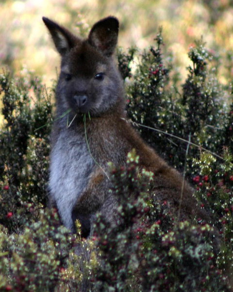 Cradle Mountain Love Shack - Accommodation Mooloolaba 21