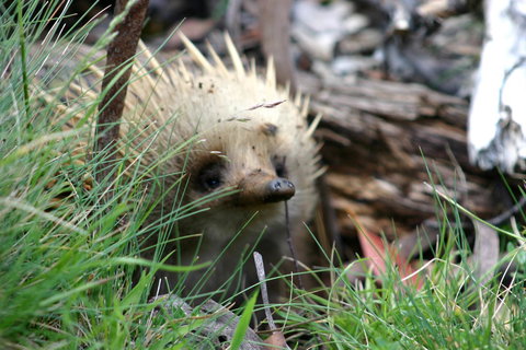 Cradle Mountain Love Shack - Accommodation Mooloolaba 23