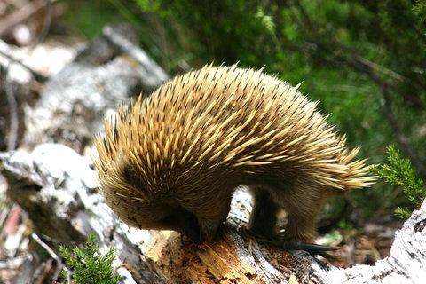 Cradle Mountain Love Shack - Accommodation Mooloolaba 22