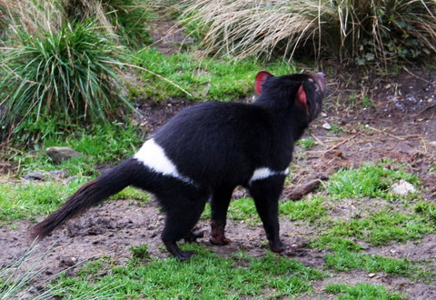 Cradle Mountain Love Shack - Accommodation Mooloolaba 18
