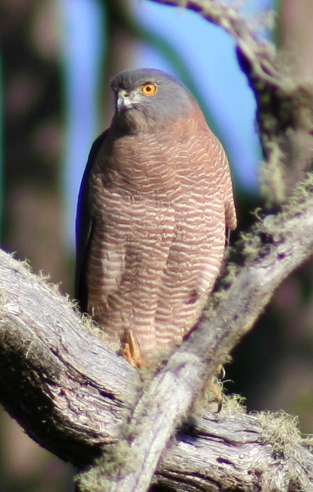 Cradle Mountain Love Shack - Accommodation Mooloolaba 13