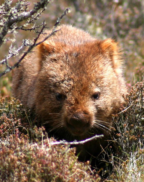 Cradle Mountain Love Shack - Accommodation Mooloolaba 24