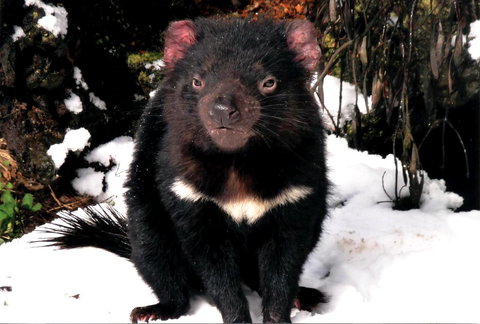 Cradle Mountain Love Shack - Accommodation Mooloolaba 17