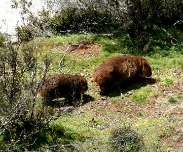 Cradle Mountain Love Shack - Accommodation Mooloolaba 26