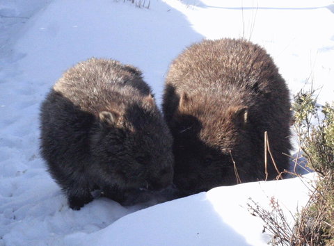 Cradle Mountain Love Shack - Accommodation Mooloolaba 25
