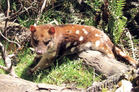 Cradle Mountain Love Shack - Accommodation Mooloolaba 15