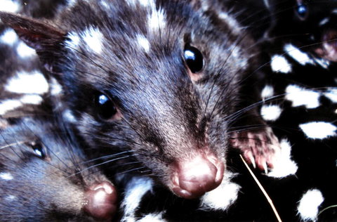 Cradle Mountain Love Shack - Accommodation Mooloolaba 20