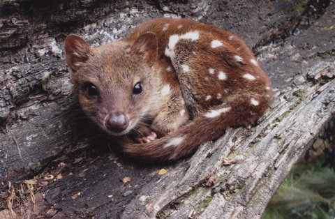 Cradle Mountain Love Shack - Accommodation Mooloolaba 19