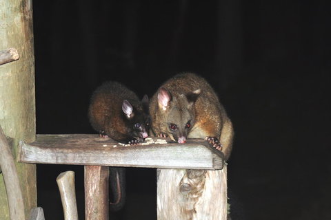 Cradle Mountain Love Shack - Accommodation Mooloolaba 14