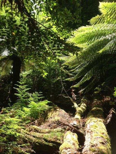 Sheer Pleasure Accommodation - Accommodation Mooloolaba 25