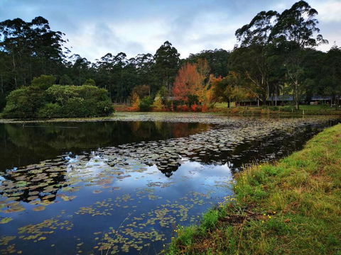 OCT Forest Lodge - Accommodation Mooloolaba 2