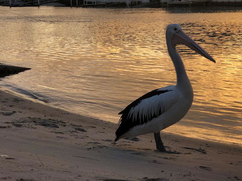 Pelican Cove Apartments - Accommodation Mooloolaba 1