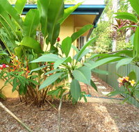 Rainforest Cottage Cairns - Accommodation Mooloolaba