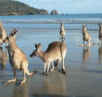 Seaforth Holiday Units - Accommodation Mooloolaba