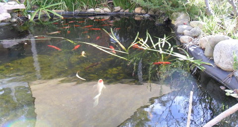 Settlement Motor Inn - Accommodation Mooloolaba 2