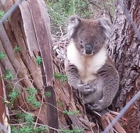 Stringybark Hills Retreat - Accommodation Mooloolaba