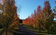 Tamar Valley Farm Stay - thumb 3