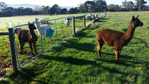 Tamar Valley Farm Stay - Accommodation Mooloolaba 2