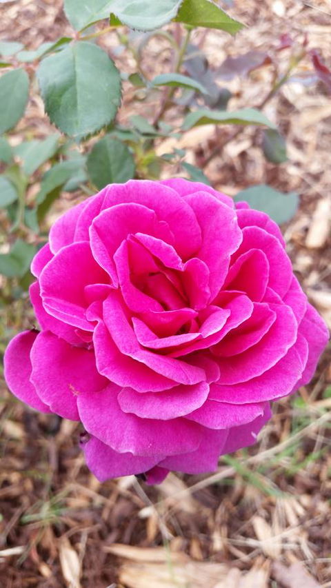 Birch Lane - Accommodation Mooloolaba 36