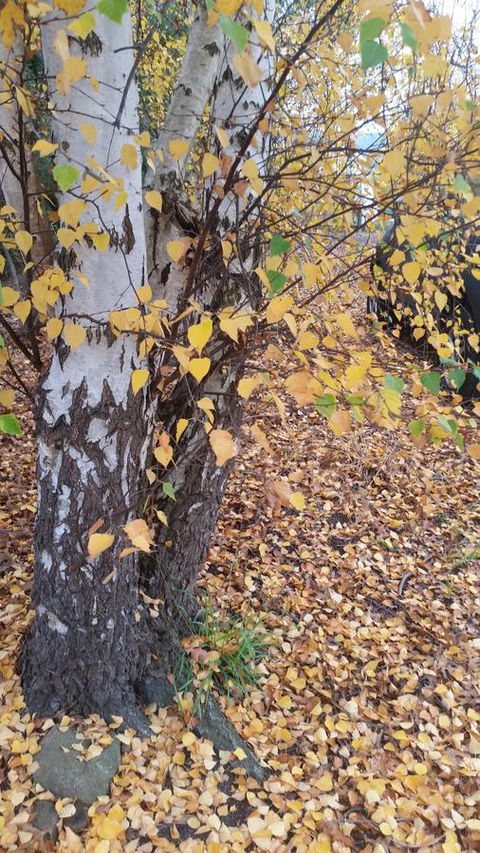 Birch Lane - Accommodation Mooloolaba 43