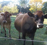 Drumreagh Bed  Breakfast Cabins - Accommodation Mooloolaba