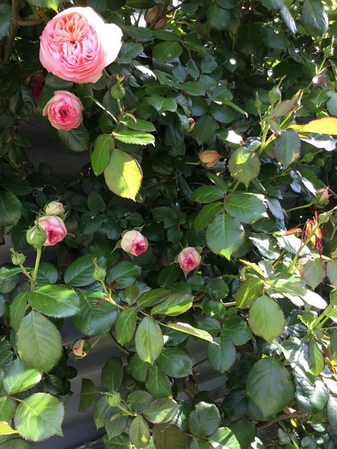 Nextdoor@portarthur - Accommodation Mooloolaba 20