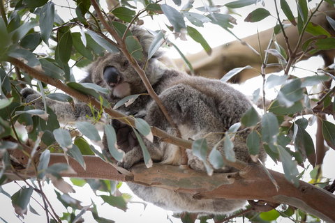 The Dolphin Apartments - Accommodation Mooloolaba 6