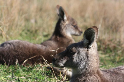 Halls Gap Lakeside Tourist Park - Accommodation Mooloolaba 2