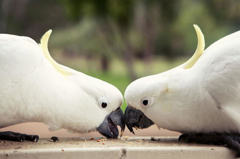 Halls Gap Lakeside Tourist Park - Accommodation Mooloolaba 9