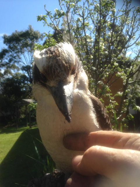 Mud Hollow Barn - Accommodation Mooloolaba 8