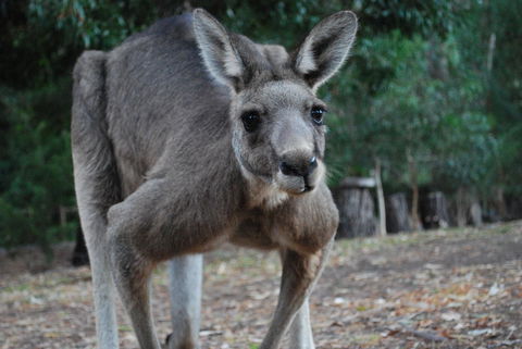 Gariwerd Motel - Accommodation Mooloolaba 5