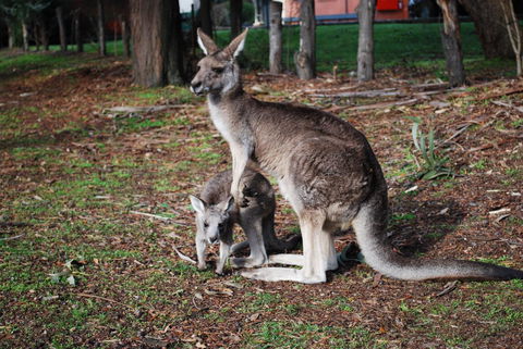 Gariwerd Motel - Accommodation Mooloolaba 16