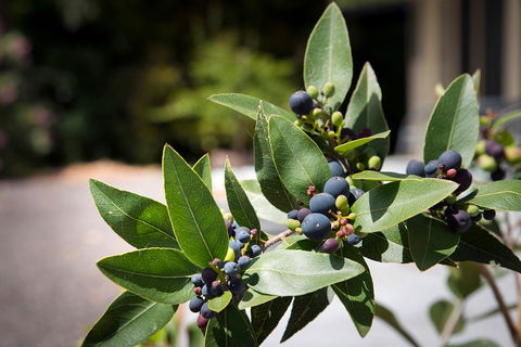 Gariwerd Motel - Accommodation Mooloolaba 23