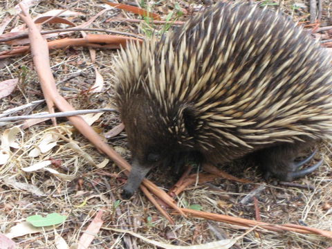 Gariwerd Motel - Accommodation Mooloolaba 10