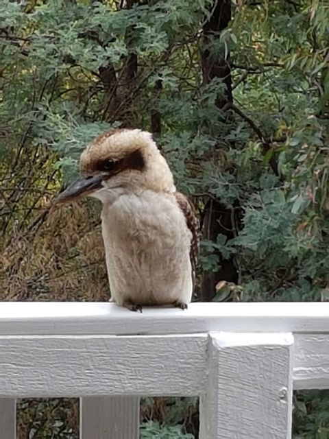 Tangenong Cottages - Accommodation Mooloolaba 10