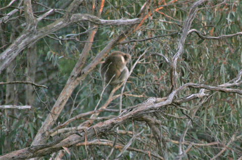 Tangenong Cottages - Accommodation Mooloolaba 8
