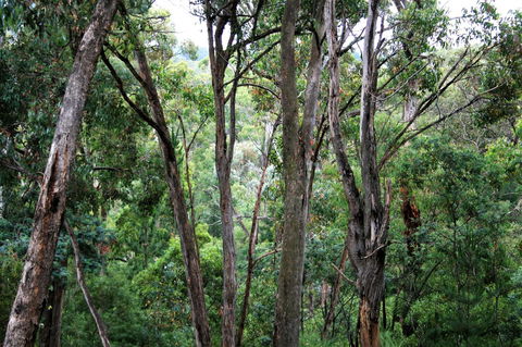 Tangenong Cottages - Accommodation Mooloolaba 9