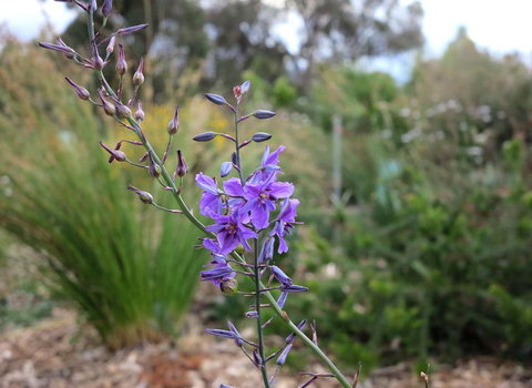 The Chocolate Lily Bed & Breakfast - Accommodation Mooloolaba 3